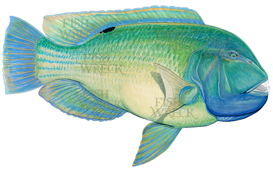 Blue Tusker Tuskfish Boat Decals x 2