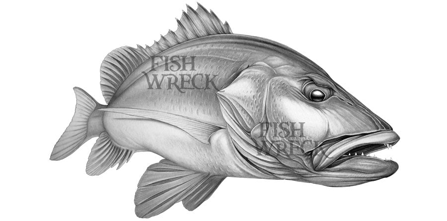 Mangrove Jack Boat Decals