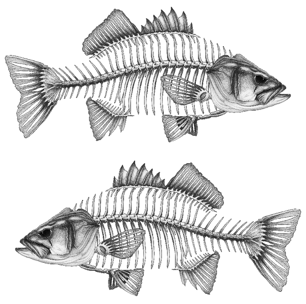 Bass Boat Decals x 2 - Fishwreck