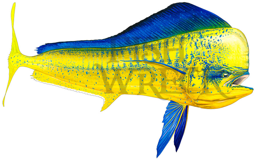 Mahi-Mahi, Dolphinfish Boat Decals x 2