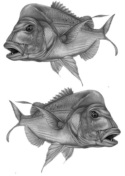 2x Snapper Grey decals