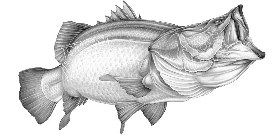 Bucket Mouth Barramundi Boat Decals