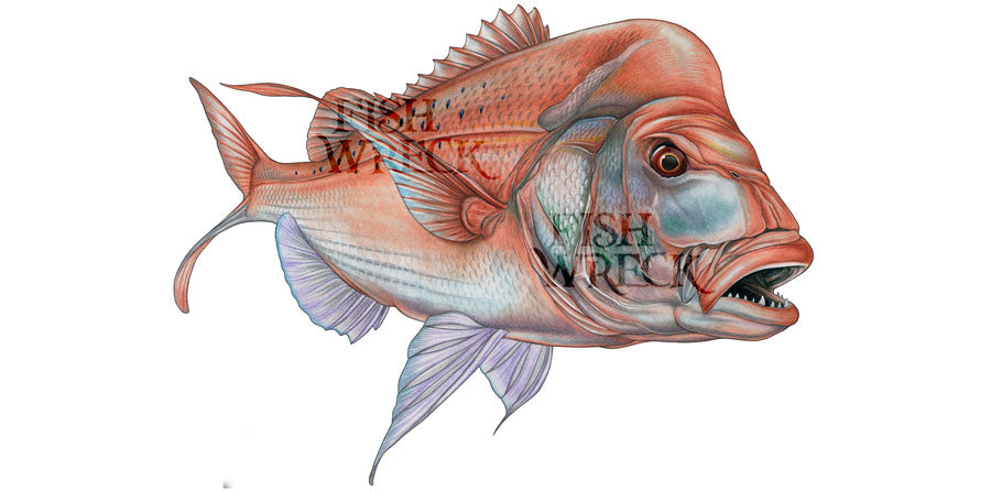 Fish Snapper Stickers Boat Decals | Fishing Stickers | Fishwreck