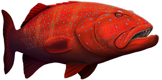 2 x Coral Trout Decals