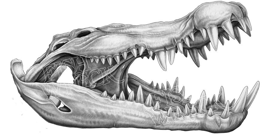 Crocodile Skull Boat Decals