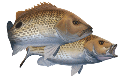 Decal - 2 X Golden Snapper Pair Decals