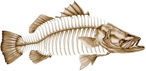 Barramundi Gold 1 - Decal - Fishwreck