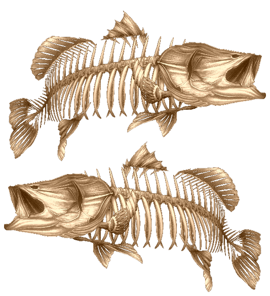 Decal - Barramundi Gold 2 - Decal