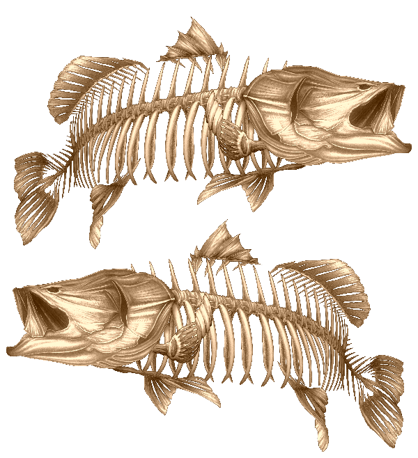 Barramundi Gold 2 - Decal – Fishwreck