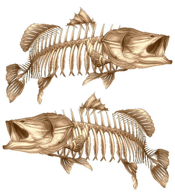 Decal - Barramundi Gold 2 - Decal