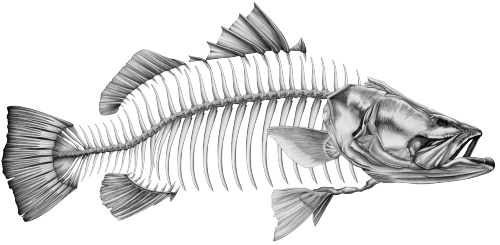 Decal - Barramundi Grey 1 - Decal