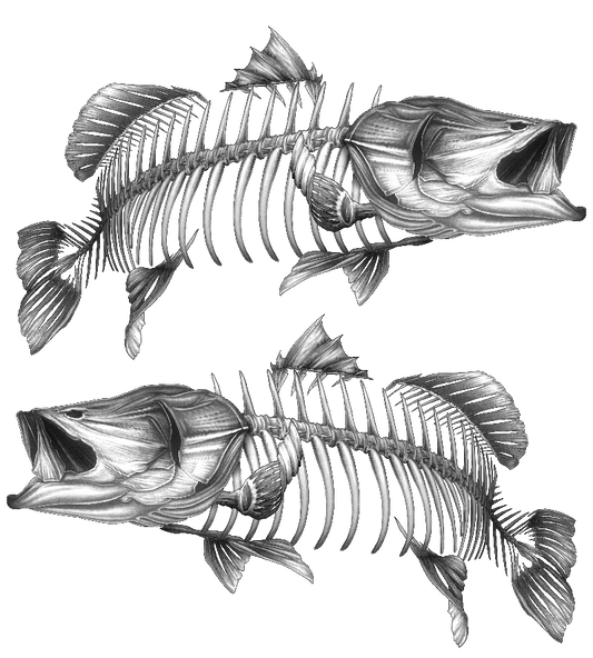 Decal - Barramundi Grey 2 - Decal