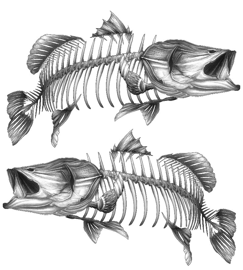 Decal - Barramundi Grey 2 - Decal