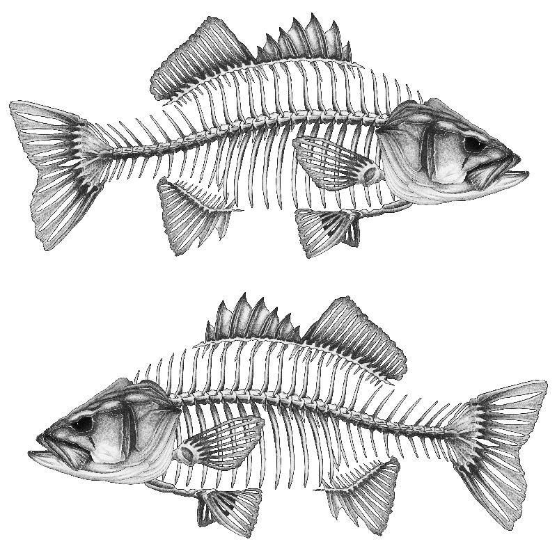 Decal - Bass Decal