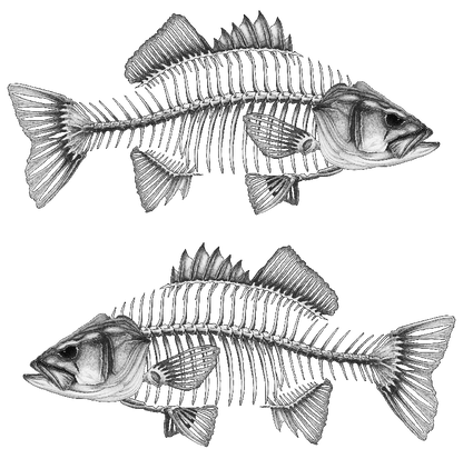 Decal - Bass Decal