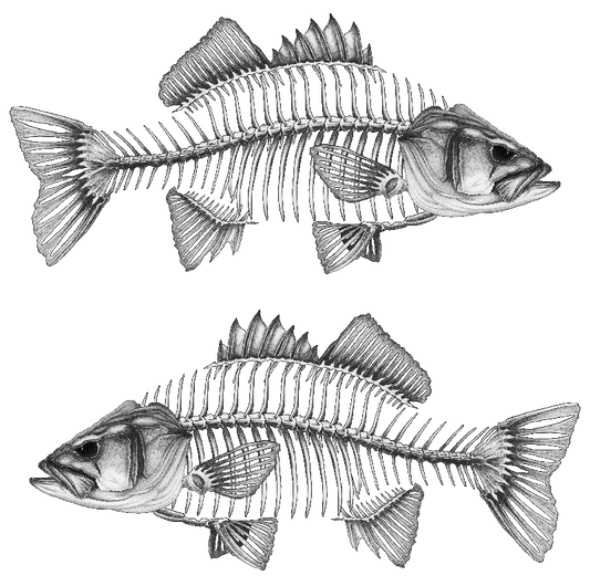 Decal - Bass Decal