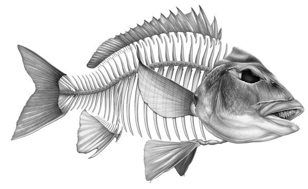 Decal - Bream Silver