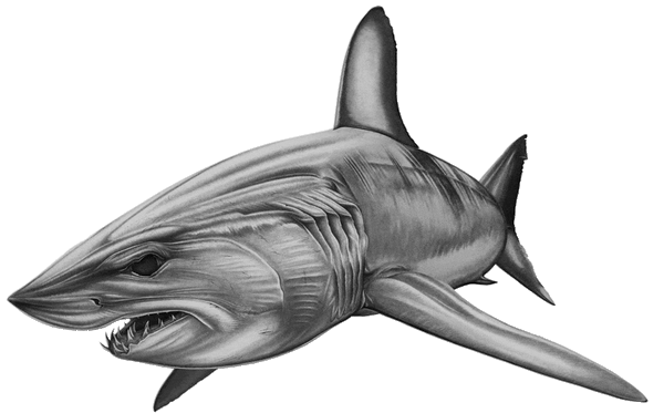 Shark splash boat Decal large 23 great white fish graphics Shark splash boat Decal large 23 great white fish graphics