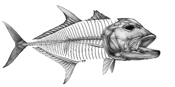 Gt Fish Sticker GT Decals – Fishwreck