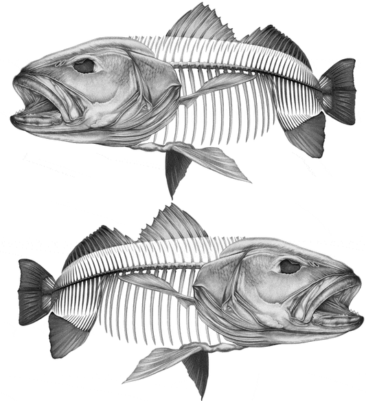 Decal - Jew Grey 2 - Decal