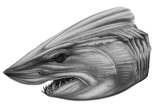 Decal - Mako Head Boat Graphic