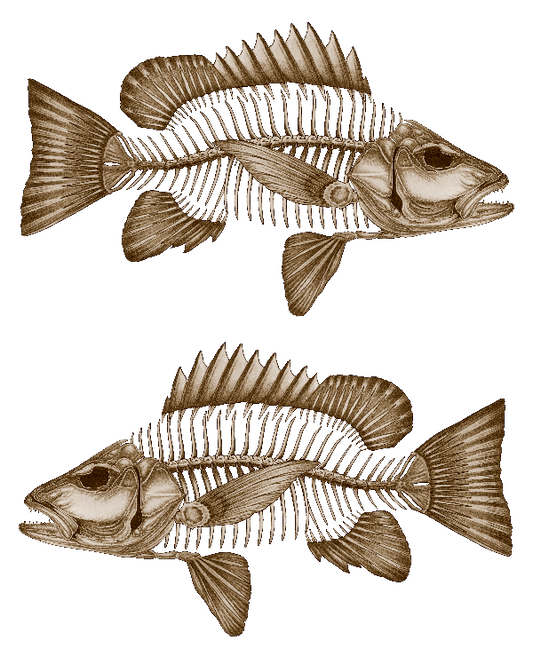 Decal - Mangrove Jack Decals