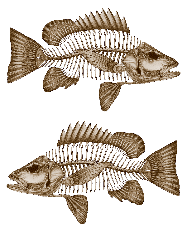 Mangrove Jack Decals - Fishwreck