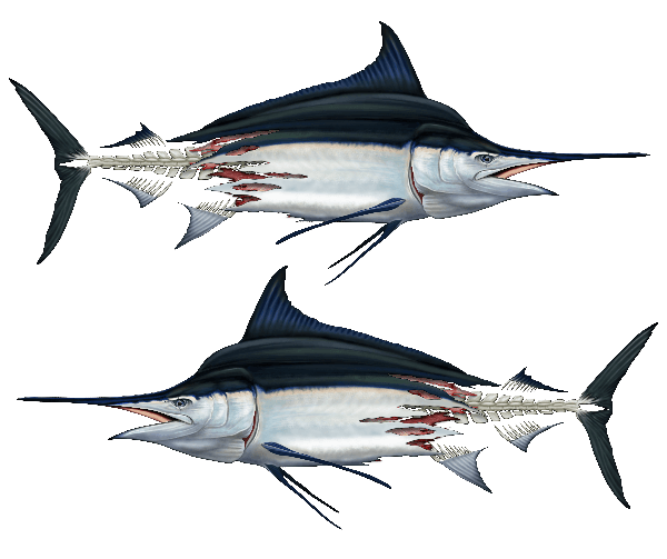 Decal - Marlin Decals