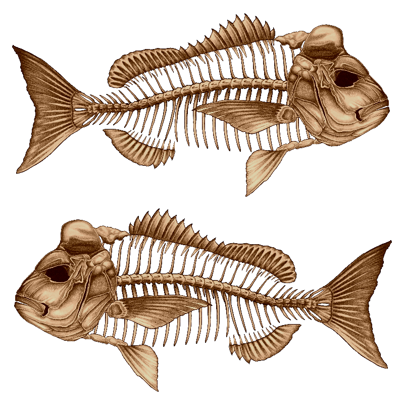 Decal - Snapper Decals