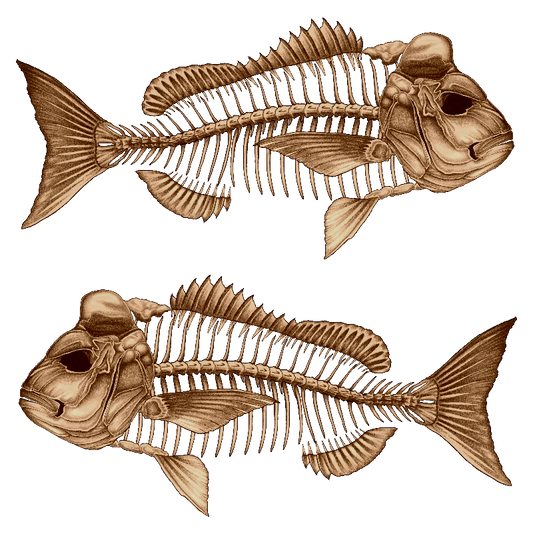 Decal - Snapper Decals