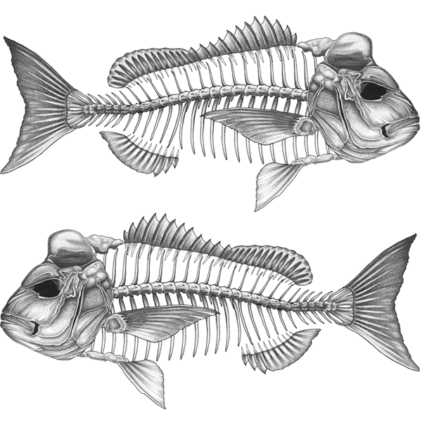 Fish Snapper Stickers Boat Decals | Fishing Stickers | Fishwreck – Page 2