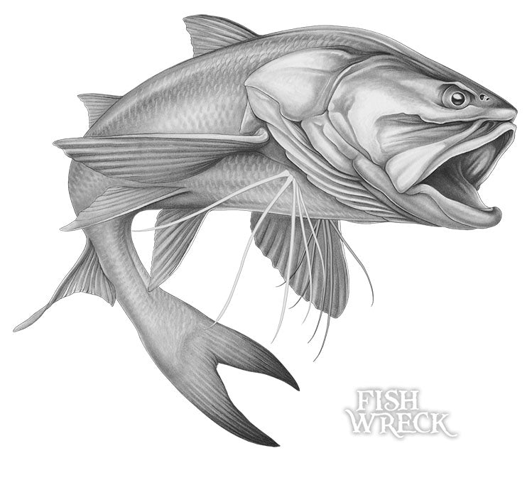 Grey Threadfin Salmon, King Salmon Boat Decals, Fishing Stickers - Fishwreck