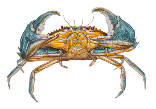 Mud Crab Boat Decals x 2