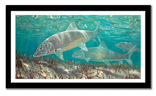 Jason Mathias - Bonefish Measures 1200mm x 600mm plus outside white boarder