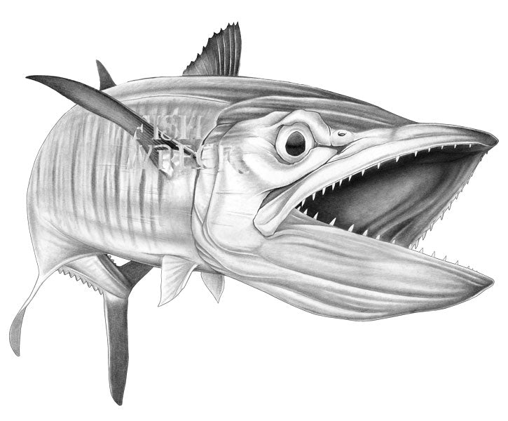 https://fishwreck.com.au/cdn/shop/products/spanish-mackerel-boat-decal-fishing-sticker-mouth-open.jpg?v=1540360397